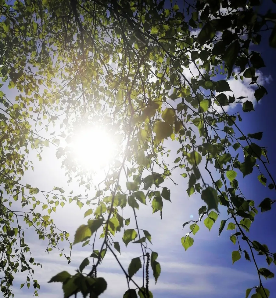 Ожидается высокая (4  класс) пожароопасность лесов и торфяников!